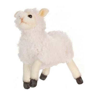 A fluffy white lamb standing with black hooves.